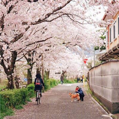 陕京管道人：守住环京防线，筑牢战疫底“气”