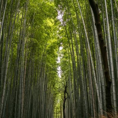 中国驻日使馆回应日籍学童深圳遇害